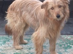 ronja-huendin