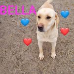 Labrador Mädel Bella möchte Rumänien schnell verlassen