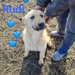 Rudi, toller Hund, möchte Rumänien ganz schnell verlassen