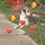 LISA, eine Seele von einem Hund, möchte Rumänien ganz schnell verlassen