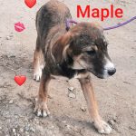 Welpe Maple möchte Rumänien ganz schnell verlassen